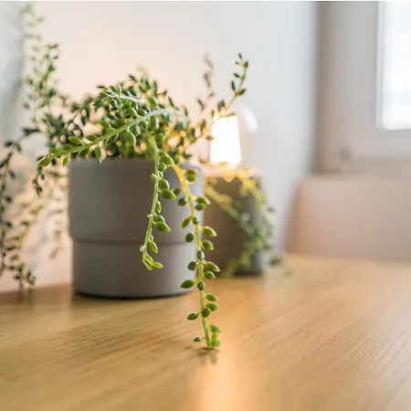 Whizzy * Γκντανσκ